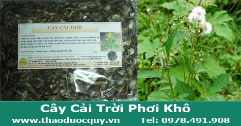 C&acirc;y cải trời c&ograve;n gọi l&agrave; rau cải trời, rau tầu bay
